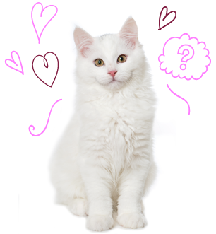 Gato